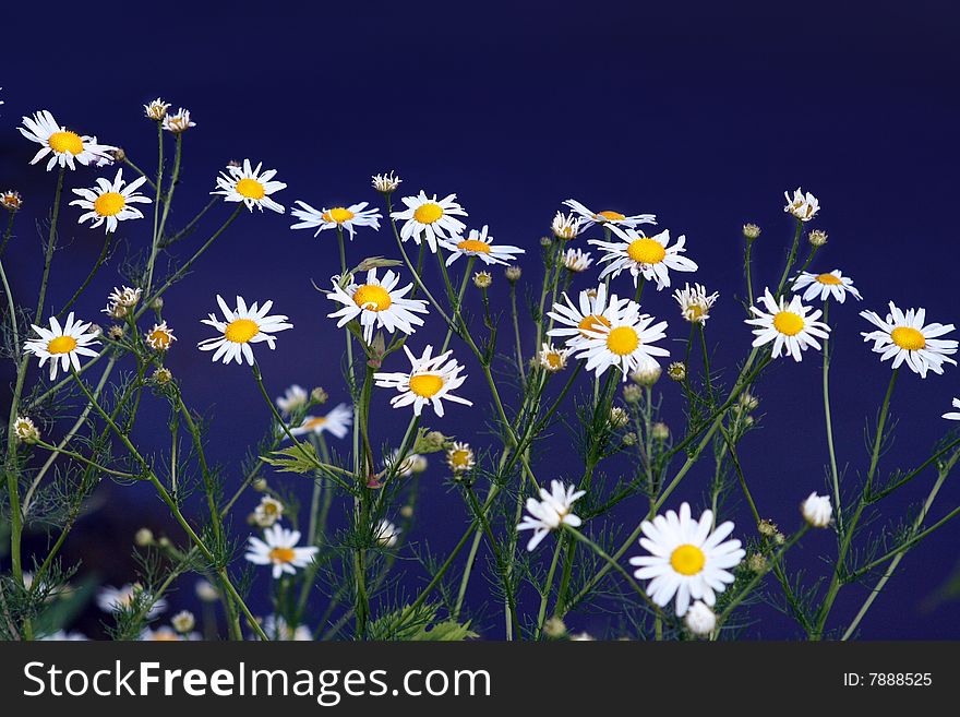 Field Of Chamomile