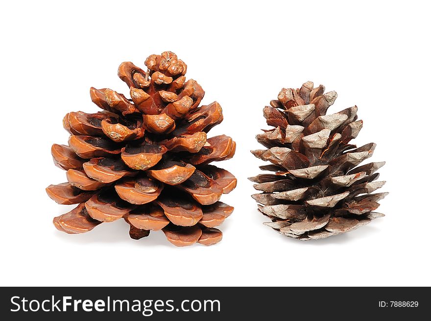 Cones of a cedar isolated over white background