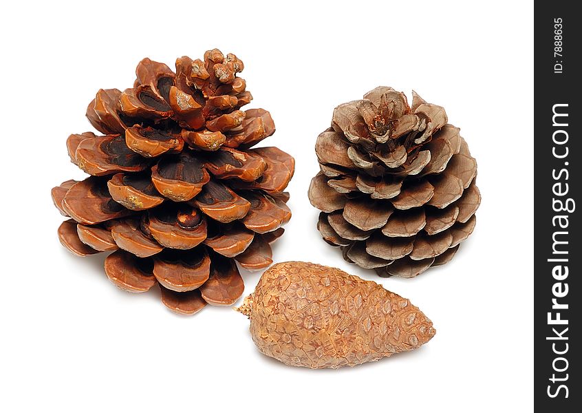 Cones of a cedar and pine isolated over white background