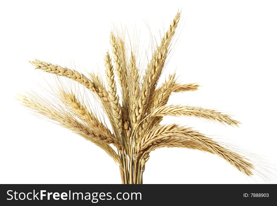 Bundle of wheat ears isolated on white
