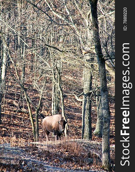 American bison in woods buffalo