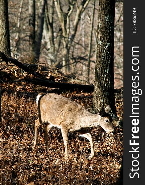 Whitetail deer doe in forest