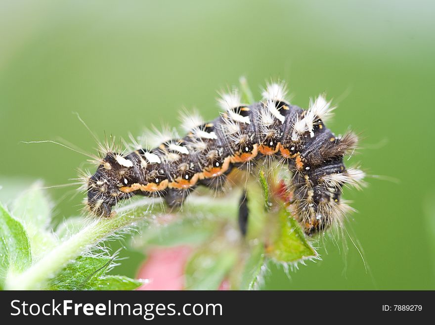 Shaggy caterpillar on a green stem