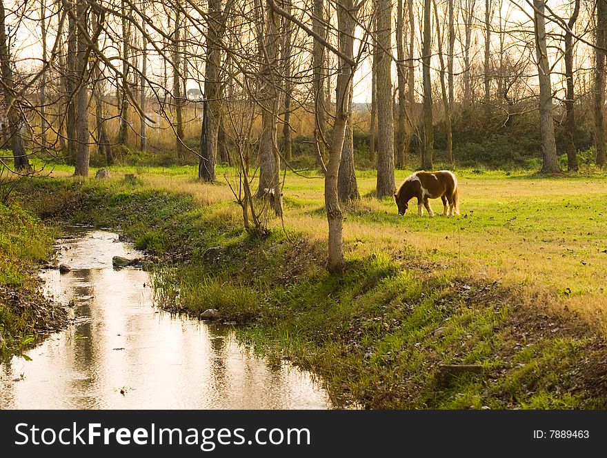 Picture of a pony eating grass in a rural setting with a small stream. Picture of a pony eating grass in a rural setting with a small stream