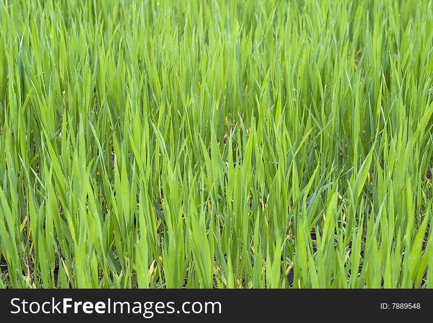 Backgrounds of green grass at field. Backgrounds of green grass at field