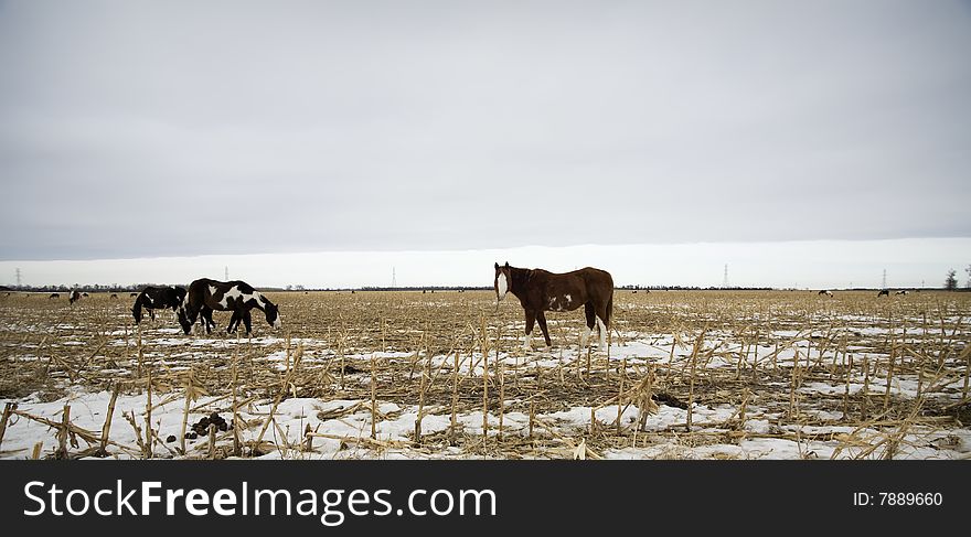 Horses graze amoung harvested cors stalks in a South Dakota field.