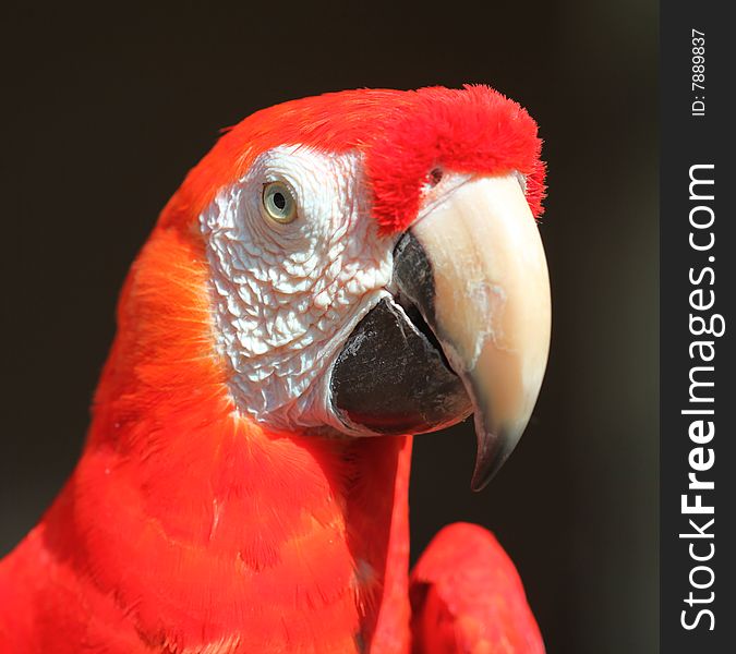 Red head parrot, Miami FL