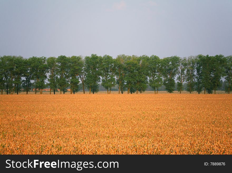 Wheaten field and trees, summer