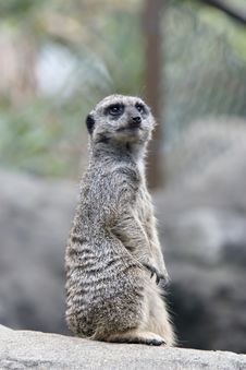 Meerkat Sentry Stock Photography Meerkat Sentry Stock Photography