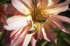 Bees Stock Image Bees Stock Image