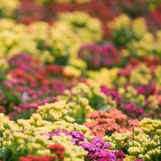 Field Of Flowers Stock Photography Field Of Flowers Stock Photography