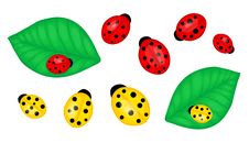 Ladybirds Stock Images