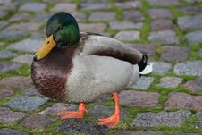 Duck On Duck-board Stock Photos