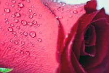 Beautiful Red Rose With Water Droplets Royalty Free Stock Photography