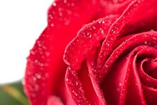 Beautiful Red Rose With Water Droplets Stock Photos
