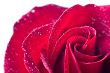 Beautiful Red Rose With Water Droplets Stock Photo