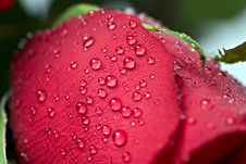 Beautiful Red Rose With Water Droplets Royalty Free Stock Photos