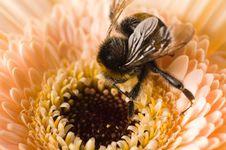 A Bumble-bee Collects Pollen On Stock Photos A Bumble-bee Collects Pollen On Stock Photos
