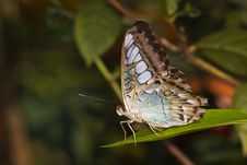 Butterfly - Parthenos Sylvia Lilacinus Stock Photos Butterfly - Parthenos Sylvia Lilacinus Stock Photos