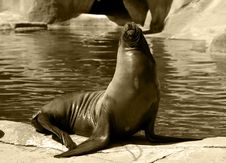 Sea-lion Royalty Free Stock Photography