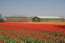 Tulip Field Stock Image Tulip Field Stock Image