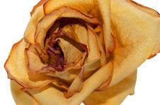 Macro Yellow Rose On A White Background. Stock Images