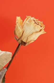 Dry White Rose Stock Photo Dry White Rose Stock Photo