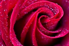 Beautiful Red Rose With Water Droplets Royalty Free Stock Photo