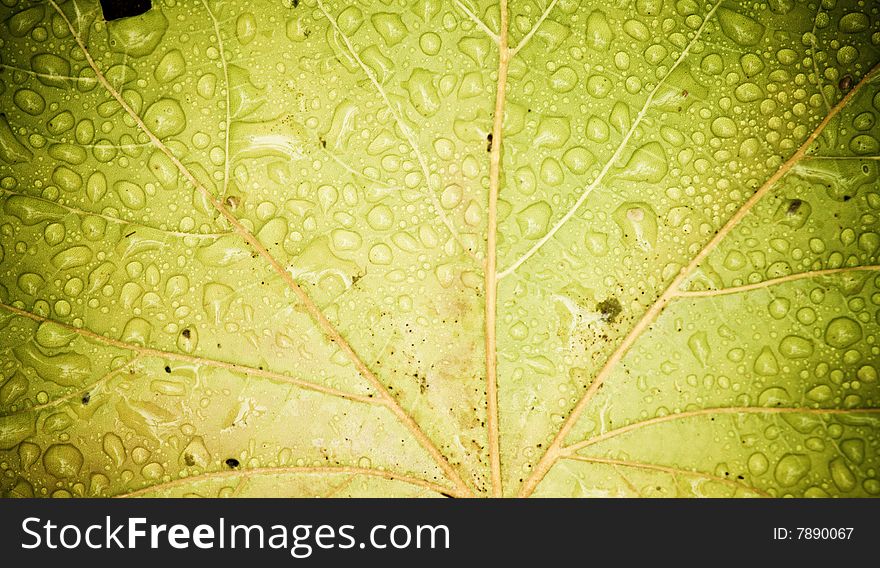 Wet Leaf Background