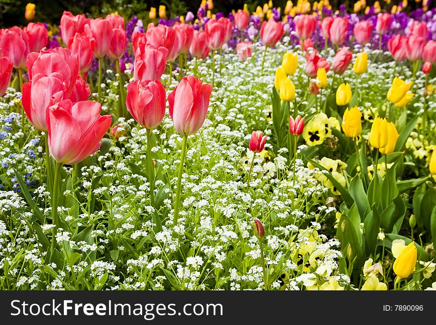 Red And Yellow Tulips