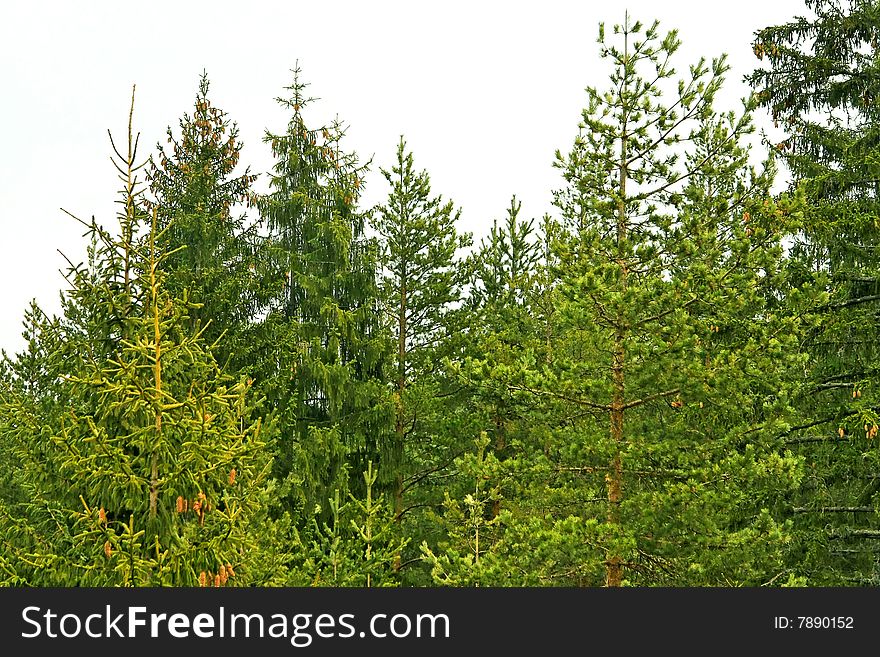 Close up shot of evergreen pine wood. Close up shot of evergreen pine wood