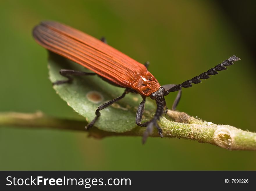 Orange crane fly on green leaf