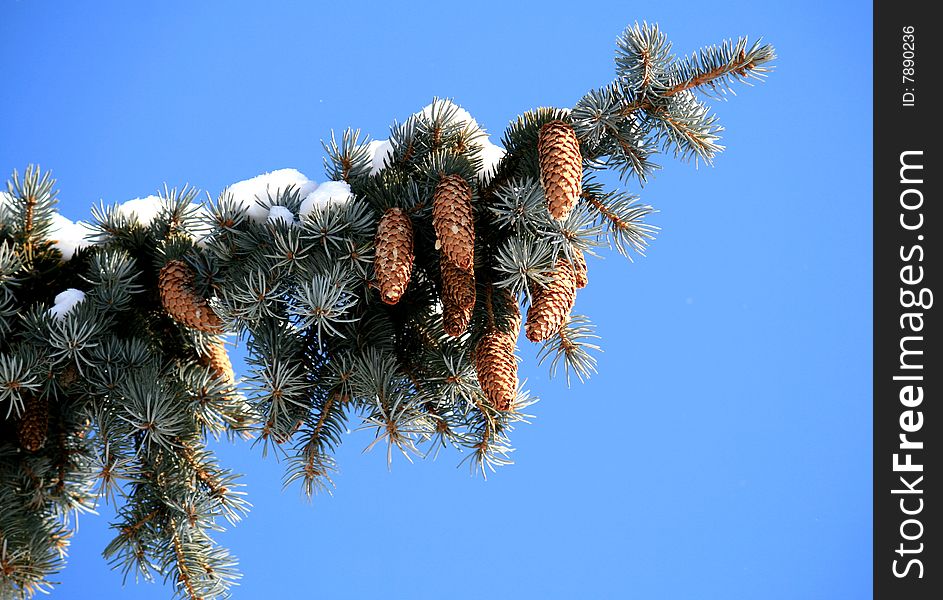 Branch of fir tree with cones and covered by snow on the background of blue sky. Branch of fir tree with cones and covered by snow on the background of blue sky