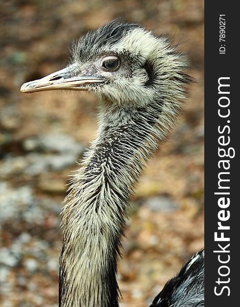 The rheas are species of flightless ratite birds in the genus Rhea, native to South America. There are two existing species: the Greater or American Rhea and the Lesser or Darwin's Rhea.