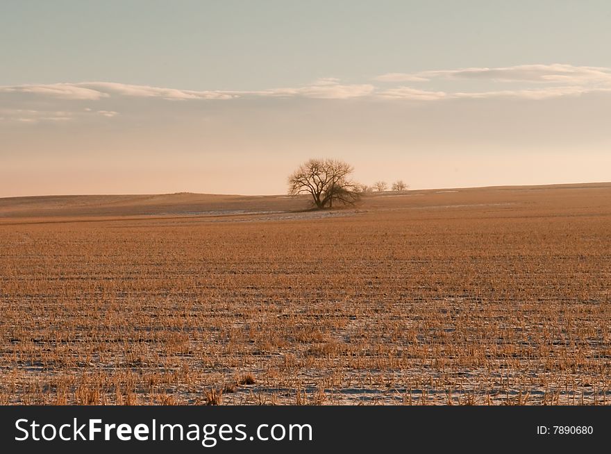 The golden range is warmed by the morning sun with a single tree and cloudy sky background. The golden range is warmed by the morning sun with a single tree and cloudy sky background.