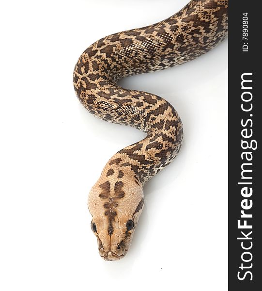 Granit Burmese Python (Python molurus bivittatus) isolated on white background.