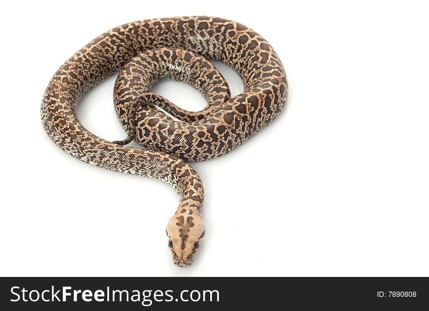 Granit Burmese Python (Python molurus bivittatus) isolated on white background.