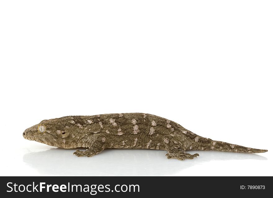 New Caledonian Giant Gecko (Rhacodactylus leachianus) isolated on white background.