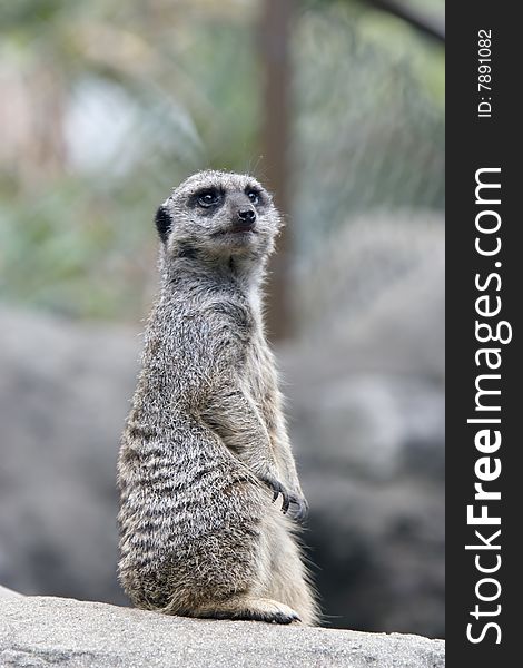 Meerkat sentry standing on a rock