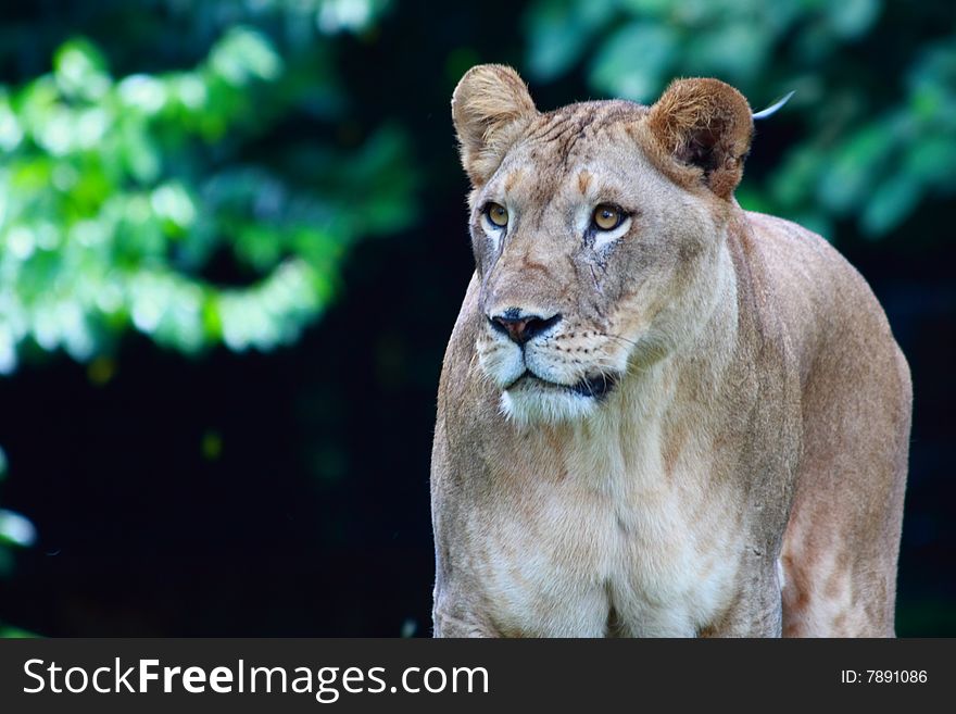 The lion (Panthera leo) is a member of the family Felidae and one of four big cats in the genus Panthera. The lion (Panthera leo) is a member of the family Felidae and one of four big cats in the genus Panthera.