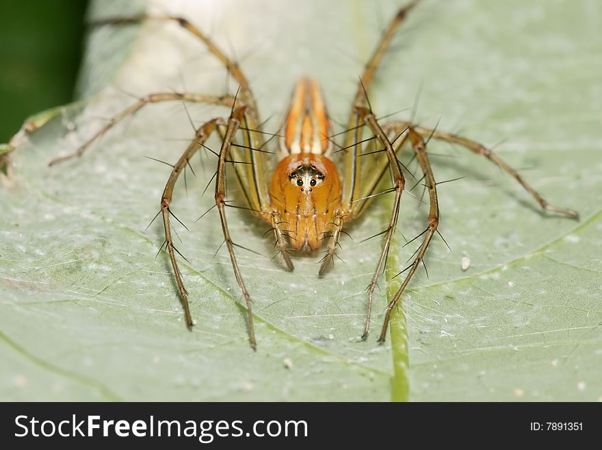 Orange Lynx Spider face Portrait