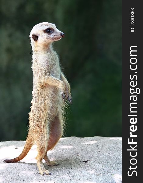 The meerkat or suricate Suricata suricatta is a small mammal and a member of the mongoose family. It inhabits all parts of the Kalahari Desert in Botswana and South Africa.