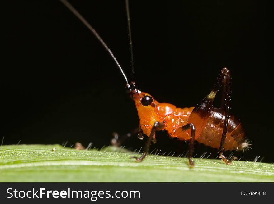Grasshopper - Conocephalus melas black background
