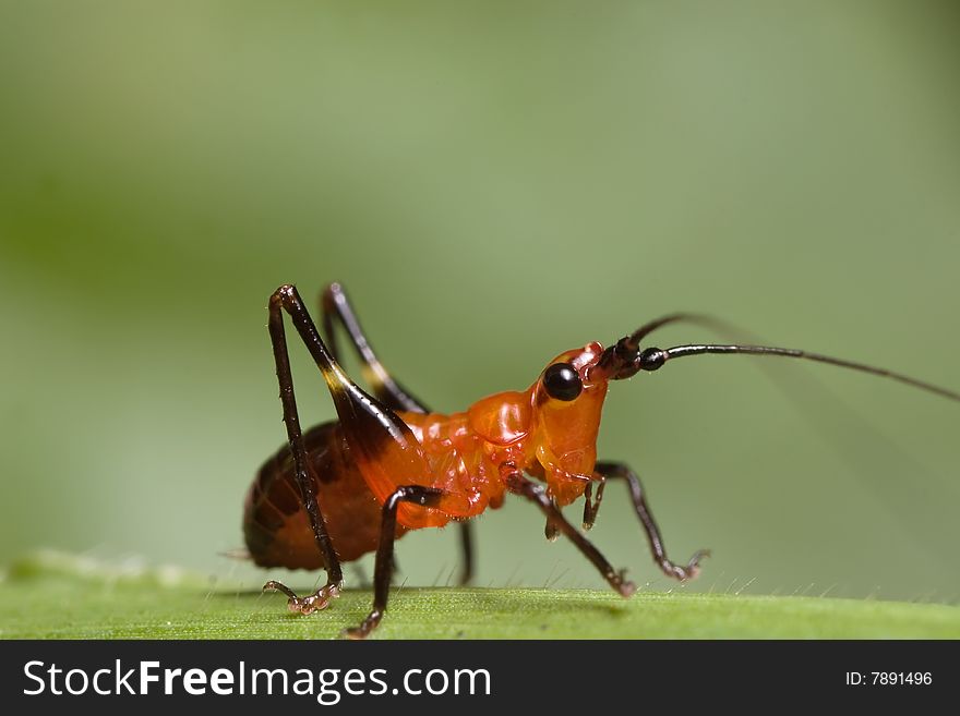 Grasshopper - Conocephalus melas