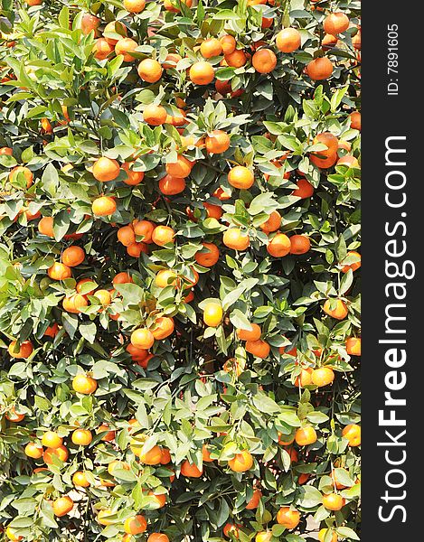 The small oranges tree with gold coin mandarin,spring festival decoration plant. The small oranges tree with gold coin mandarin,spring festival decoration plant.