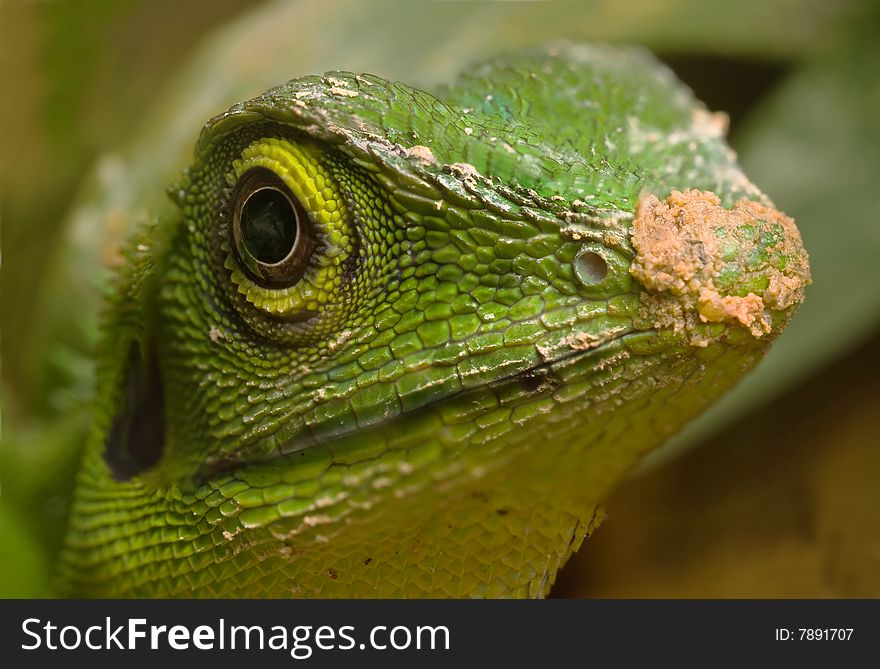 Green Lizard - Polychrotidae Or Anoles