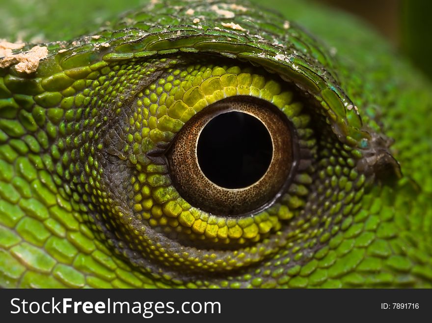 Green Lizard close eye view. Green Lizard close eye view