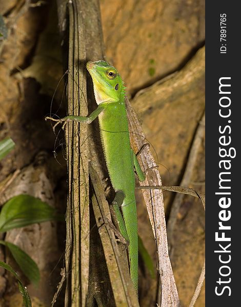 Green Lizard on dry leaf. Green Lizard on dry leaf