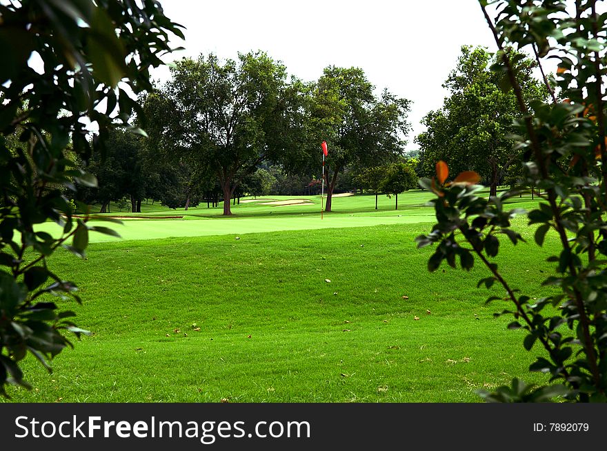 View of golf green thru bushes with trees behind green. View of golf green thru bushes with trees behind green