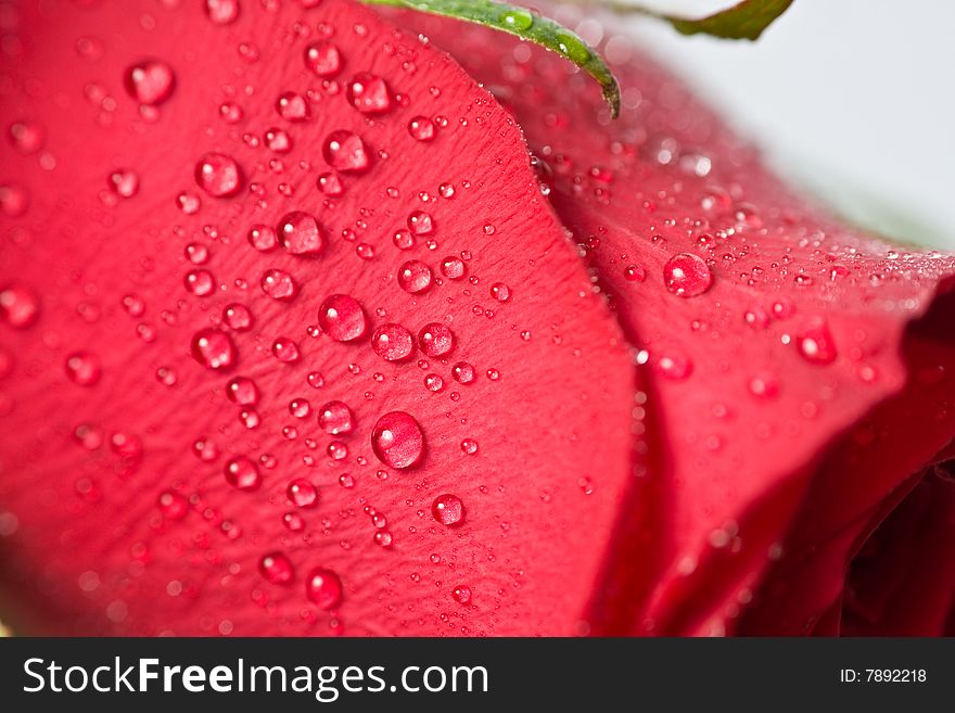 Beautiful red rose with water droplets.